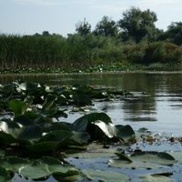Danube Delta by Nan