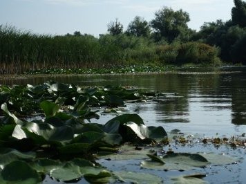 Danube Delta by Nan