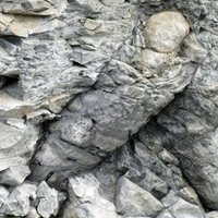 Joggins Fossil Cliffs by Jay T
