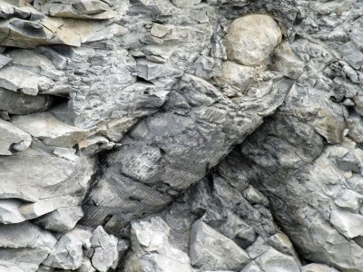 Joggins Fossil Cliffs by Jay T