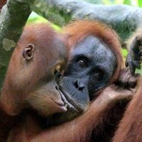 Tropical Rainforest Sumatra by Clyde