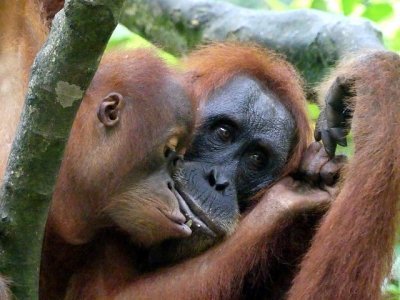 Tropical Rainforest Sumatra by Clyde