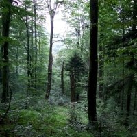 Primeval Beech Forests by Matejicek