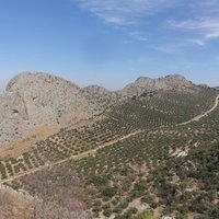 The Olive Grove Landscapes of Andalusia by nan