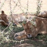 Serengeti by Kbecq