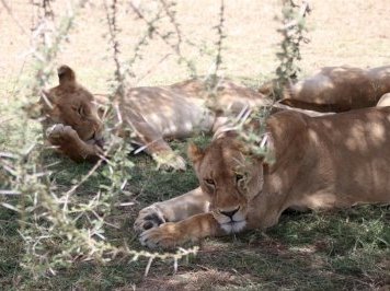 Serengeti by Kbecq