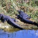 Everglades by Solivagant