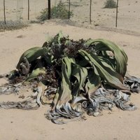 Welwitschia Plains by Zoë Sheng