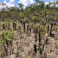Cerrado Protected Areas by Stanislaw Warwas