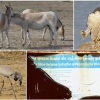 Wild Ass Sanctuary by Solivagant