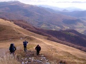 Primeval Beech Forests by Matejicek
