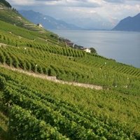Lavaux, Vineyard Terraces by Matejicek