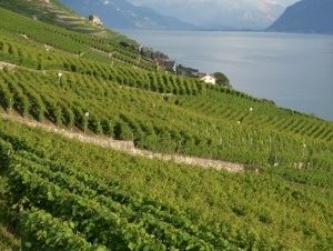 Lavaux, Vineyard Terraces by Matejicek