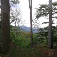 Primeval Beech Forests by Matejicek