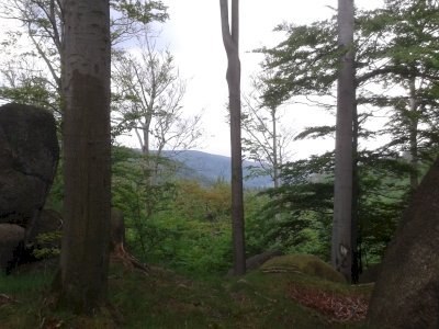 Primeval Beech Forests by Matejicek