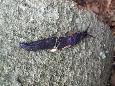 Primeval Beech Forests by Matejicek