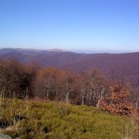 Primeval Beech Forests by Matejicek