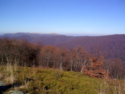 Primeval Beech Forests by Matejicek