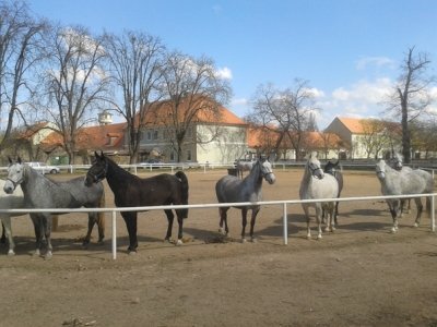 Kladruby nad Labem by Matejicek