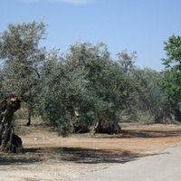 The Olive Grove Landscapes of Andalusia by Els Slots