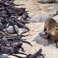 Galapagos Islands by Tonisan