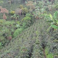 Coffee Cultural Landscape by Ammon Watkins