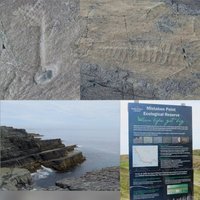 Mistaken Point by Zoë Sheng