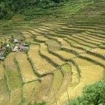 Rice Terraces of the Philippine Cordilleras by Ivan ManDy