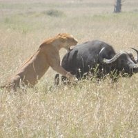 Serengeti by Squiffy