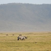 Ngorongoro by Squiffy