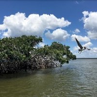 Everglades by Ian Cade