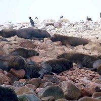 Guano Islands, Islets, and Capes National Reserve  by Philipp Peterer