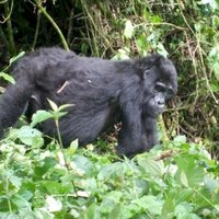 Bwindi Impenetrable National Park by Squiffy