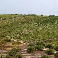 Primošten Vineyards by Philipp Peterer