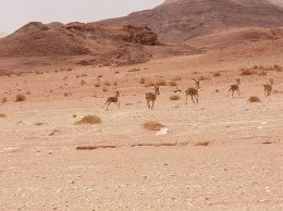 Timna by GabLabCebu
