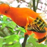 Central Suriname Nature Reserve by Michael Ayers