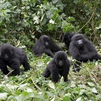 Virunga National Park by Michael Novins