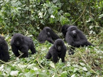Virunga National Park by Michael Novins