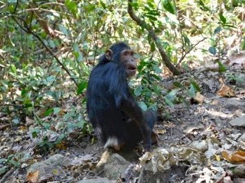 Gombe National Park by Michael Novins