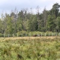 Białowieża Forest by Jakob Frenzel