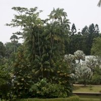Singapore Botanic Gardens  by Jakob Frenzel
