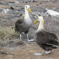 Galapagos Waved Albatros Espanola
