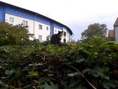 Berlin Modernism Housing Estates by Matejicek