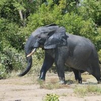 Mole National Park by Michael Novins