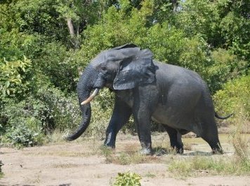 Mole National Park by Michael Novins