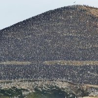 Guano Islands, Islets, and Capes National Reserve  by Clyde