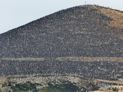 Guano Islands, Islets, and Capes National Reserve by Clyde