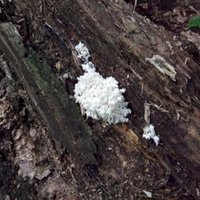 Fungal Flora of Bukovské Hills by Matejicek