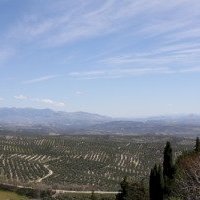 The Olive Grove Landscapes of Andalusia by Jakob Frenzel