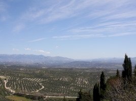 The Olive Grove Landscapes of Andalusia by Jakob Frenzel